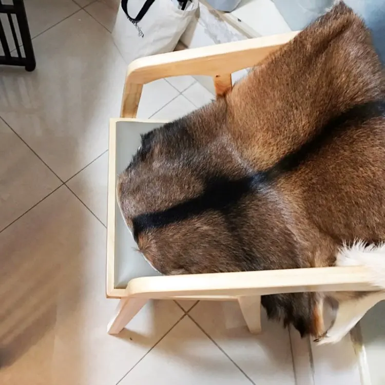 Whole Goatskin Tapestry Floor Mat Carpet, Scandinavian Simple Sofa Cushion, Chair Cushion, Natural Animal Skin, Photo